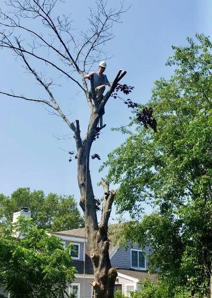 work photo from rttreeremoval.com
