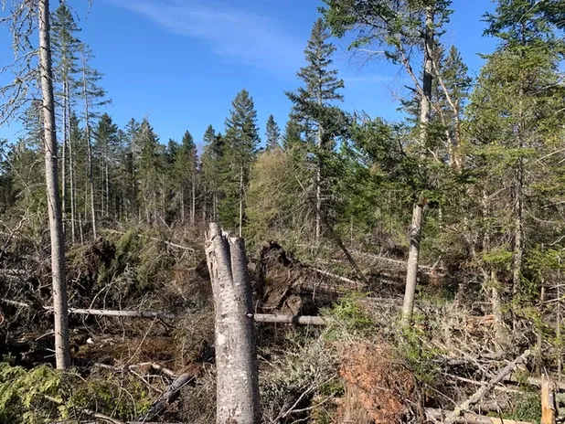 maine before land clearing Large.jpeg