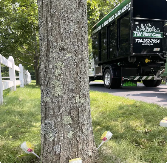 Tree Service in Paxton, MA