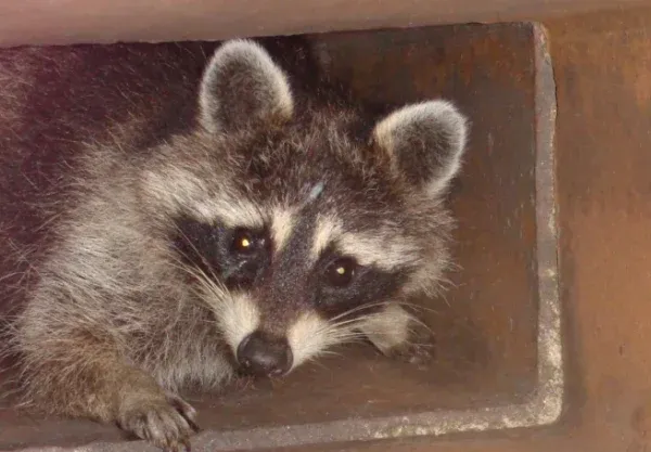 A raccoon peering out from inside a chimney flue, illustrating animal removal services by Northeast Chimney Sweeps.