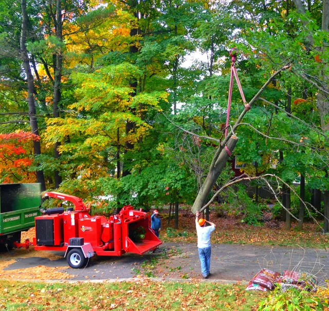 Royal Green Tree Service work photo
