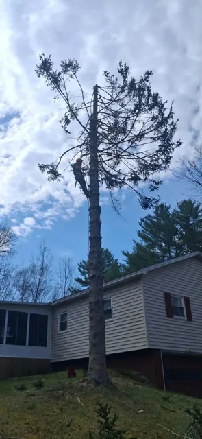 TreeWork 2 - During