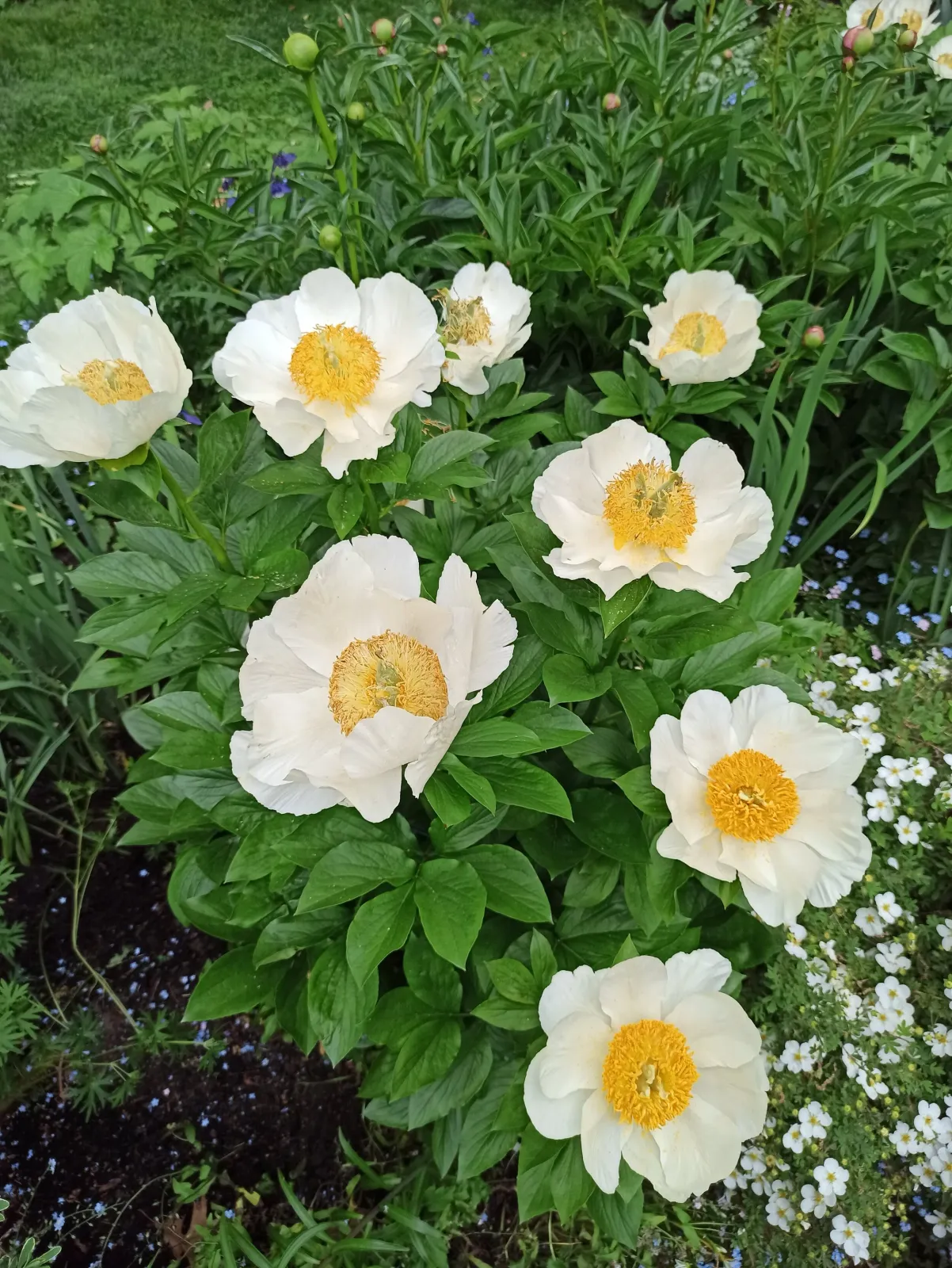 White peony flowers with yellow centers in a garden setting.