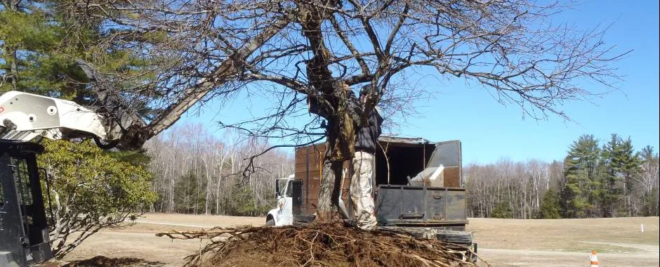 tree transport