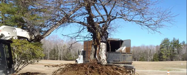 tree transport