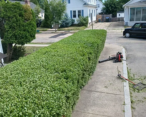 work photo from moraleslandscapingtreeservice.us