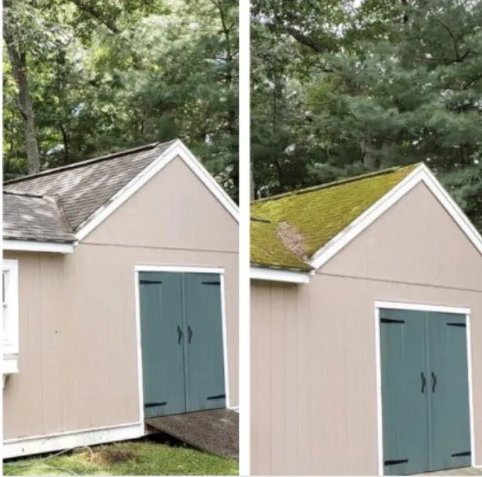 Before-and-after of a shed roof: left with dark shingles, right with moss. Green shed doors, tan siding, wooded background.