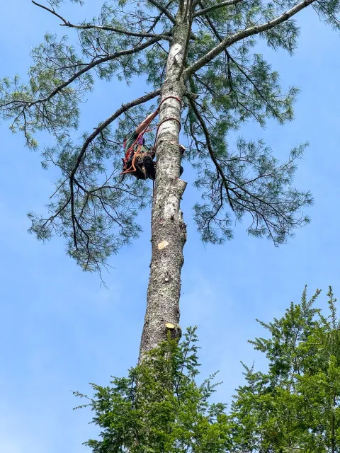 A person climbing a tall pine tree with safety harness and ropes, reaching high into the sky with branches and green foliage surrounding them. Tree Service Maine, Learned Tree Service