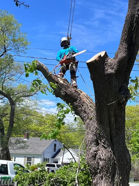 work photo from dmctreeservices.com