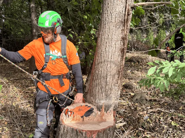 work photo from twtreecare.com