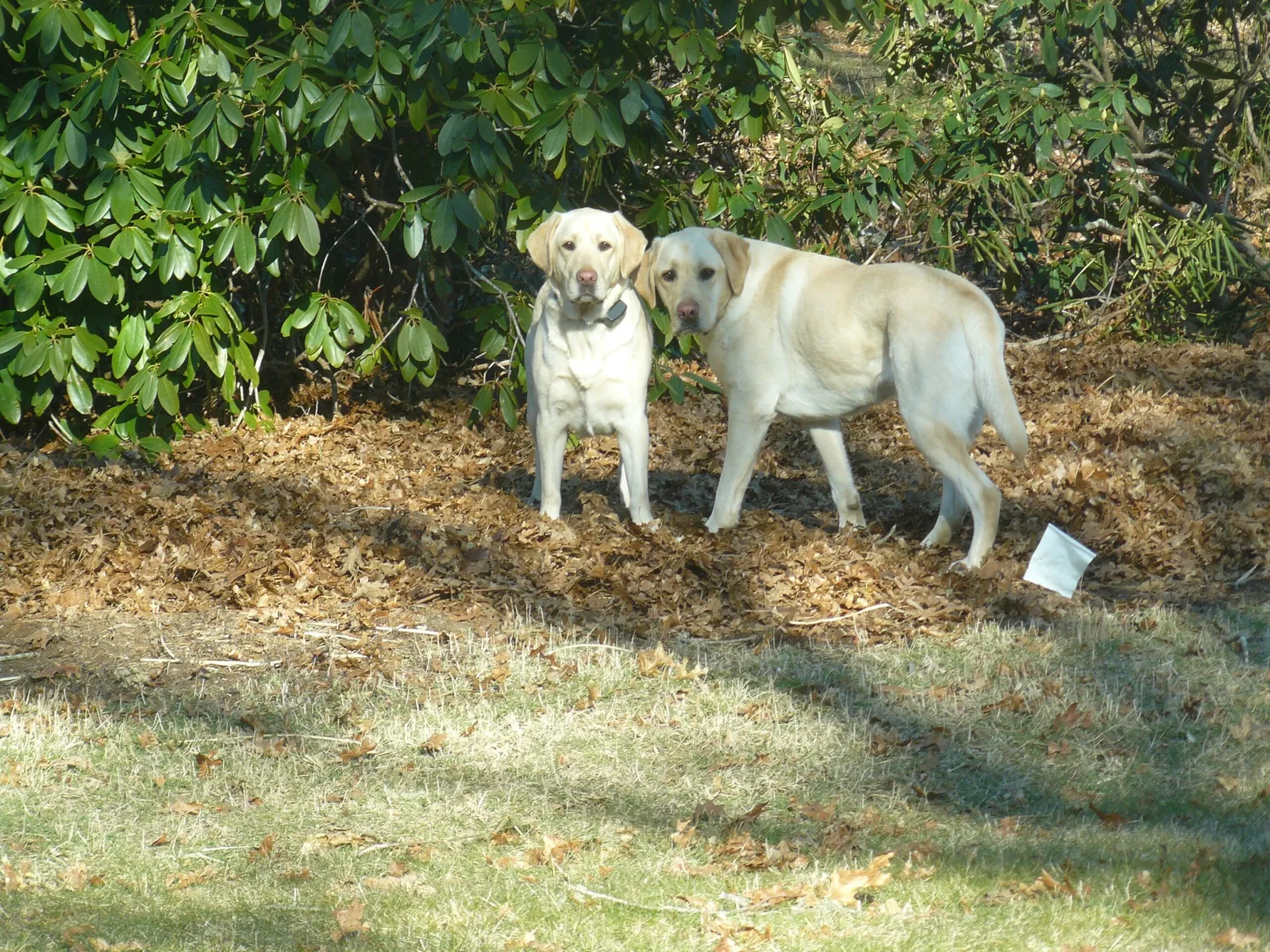 work photo from dogwatchcapecod.com