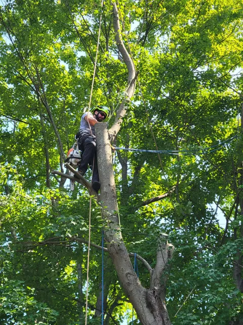Joe C Tree Services, LLC researched project photo