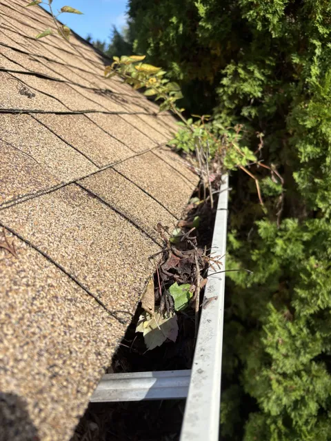 Before gutter cleaning with leaves, twigs and plant growth blocking the channel