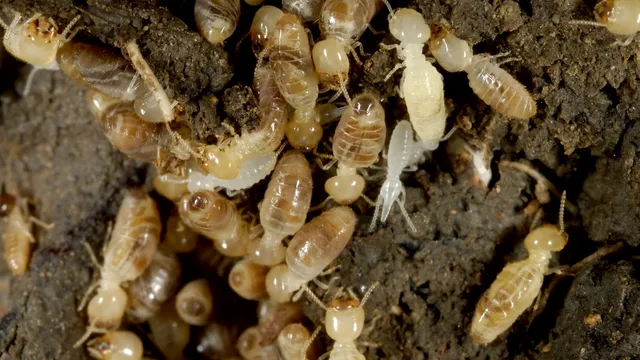 Cunningham Termite And Pest Control work photo