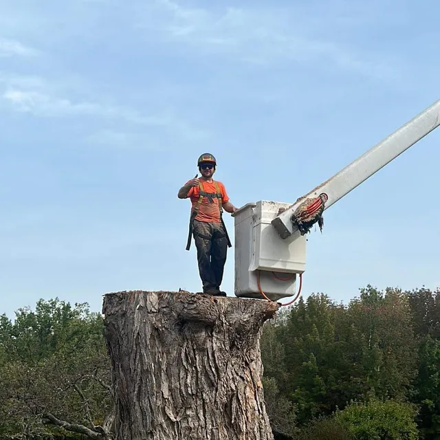 Barker Tree Service And Logging work photo