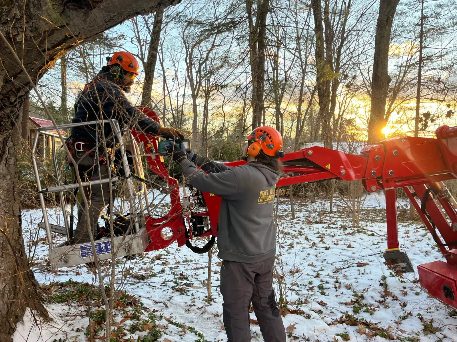 work photo from wholetreecare.com