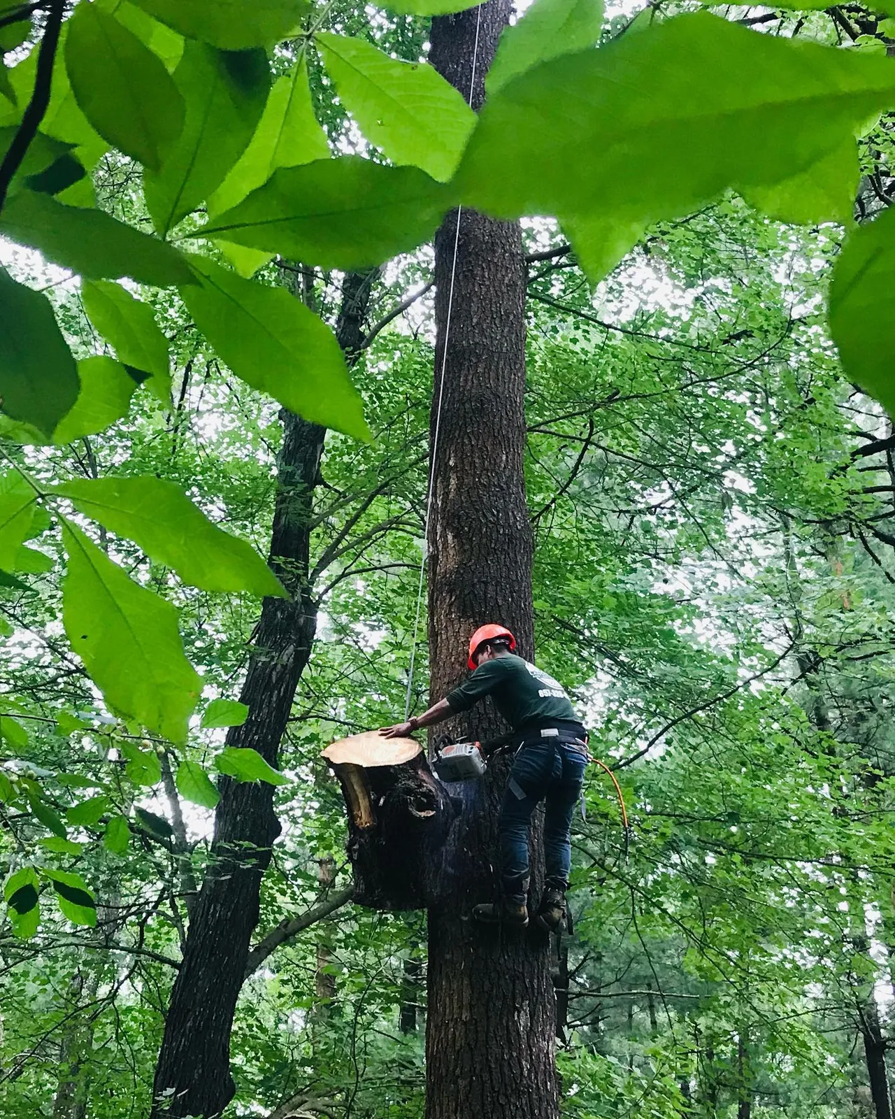 work photo from adantreeservices.com