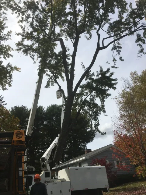 bigtreecrane.jpg