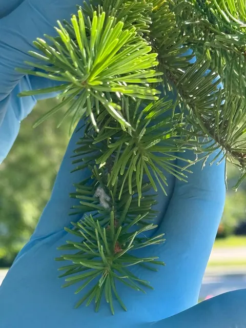 Inspecting hemlock needles for woolly adelgid