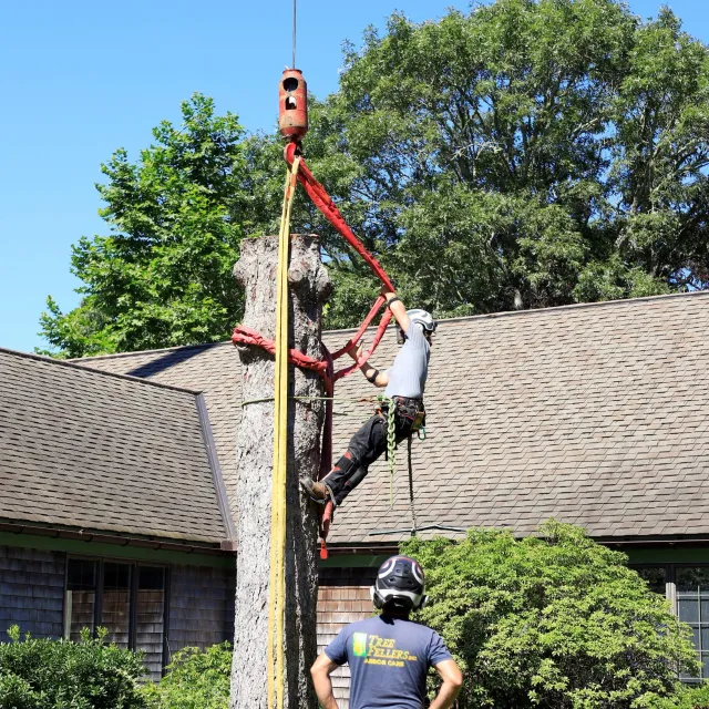 Spruce Removal