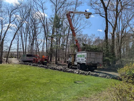 Mann's Tree Service work photo