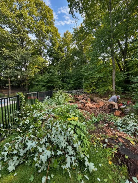 Person landscaping a wooded garden with white flowering shrubs, mulch, and mature trees under blue sky