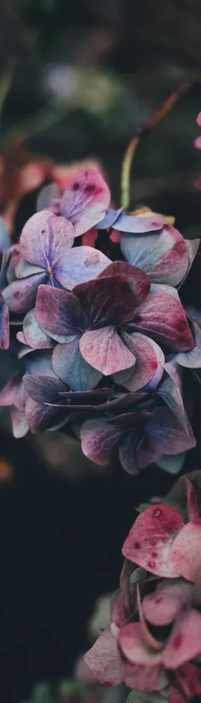 Hydrangea