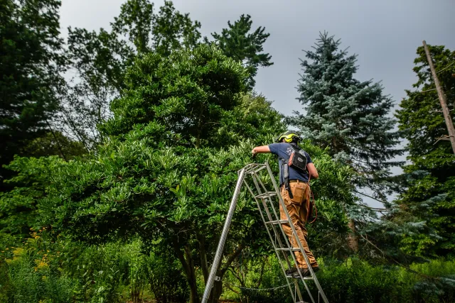 Tree Shrub Care north shore mass