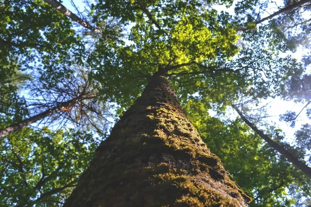 side of a tree and a canopy