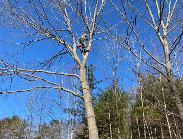 work photo from tiplinetreeservice.com