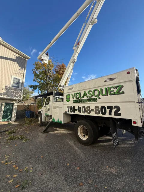 Velasquez Tree Service work photo