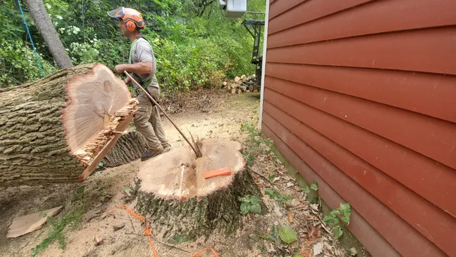 Martino Tree Services work photo