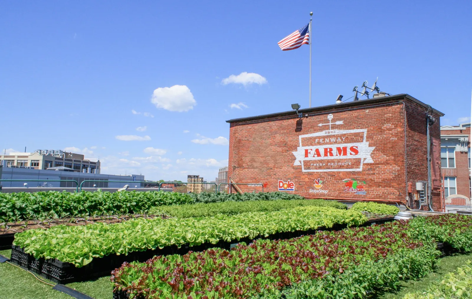 Urban rooftop farm with lush green leafy vegetables, a brick building with a sign that reads 'Fenway Farms,' an American flag flying on top, and a clear blue sky with a few small clouds.