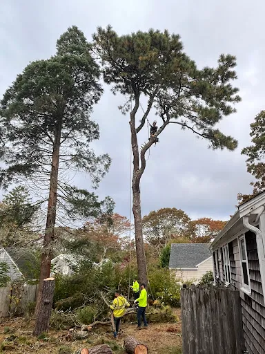 Alex Fences Tree Work work photo