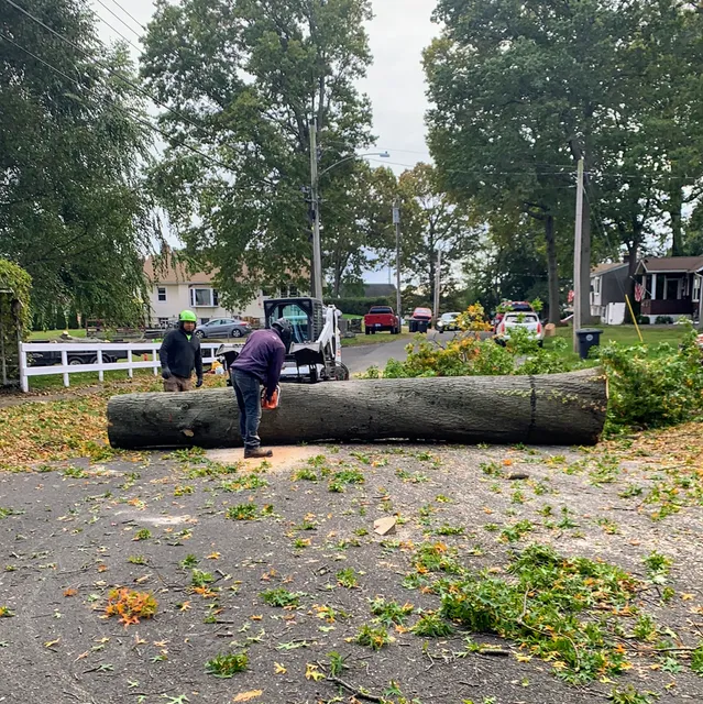 LAYLAS TREE SERVICE work photo