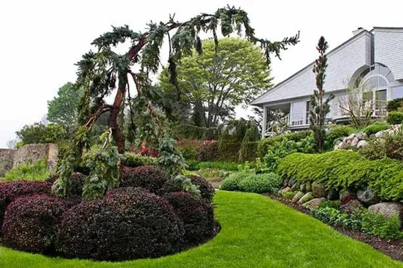 Sloped coastal planting with clipped barberry and weeping conifer