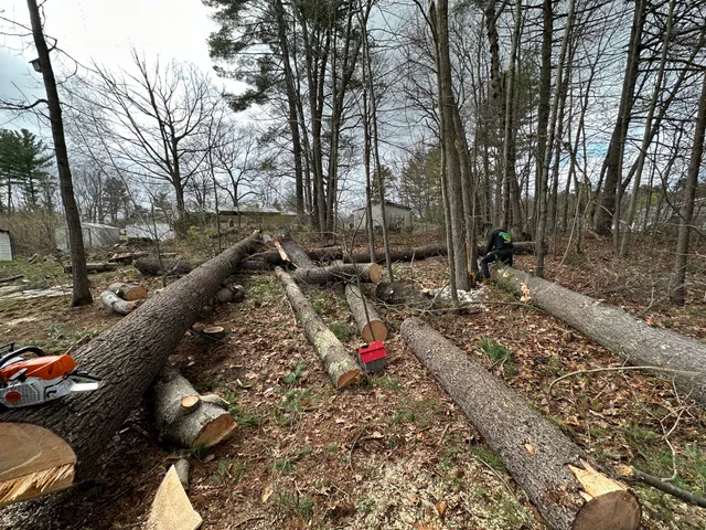 work photo from treeguysinc.com
