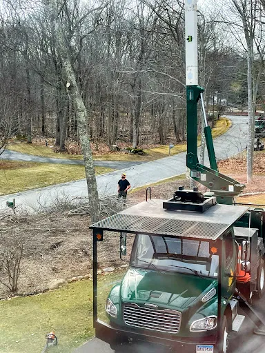 Lomas Tree Services work photo