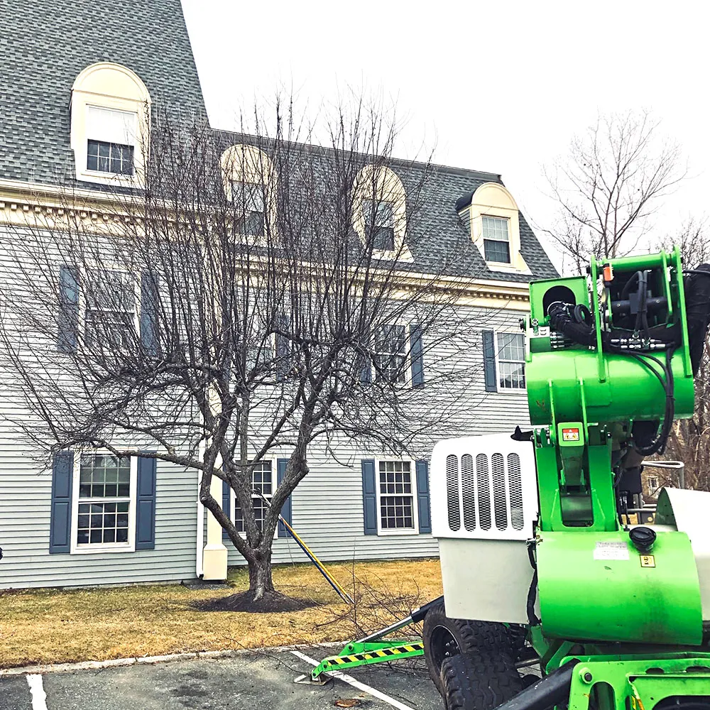 Pro Tree Service researched project photo