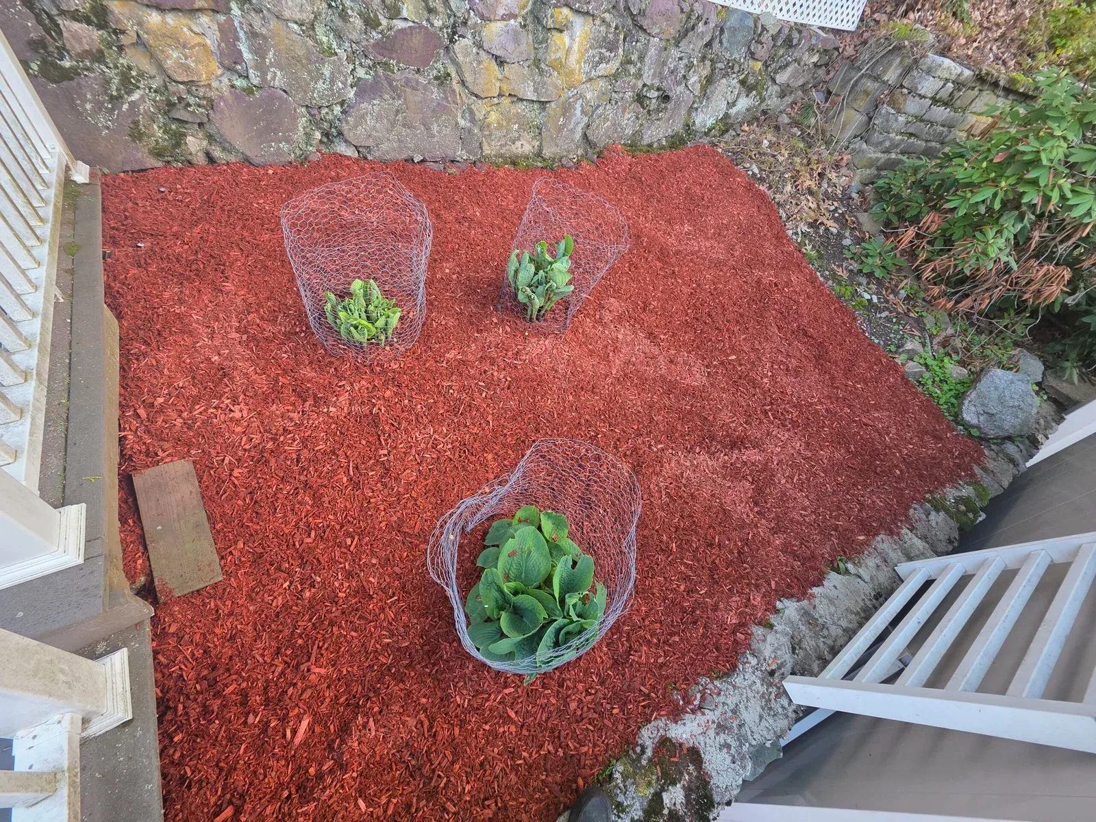 Fresh red mulch garden bed with young plants protected by wire cages