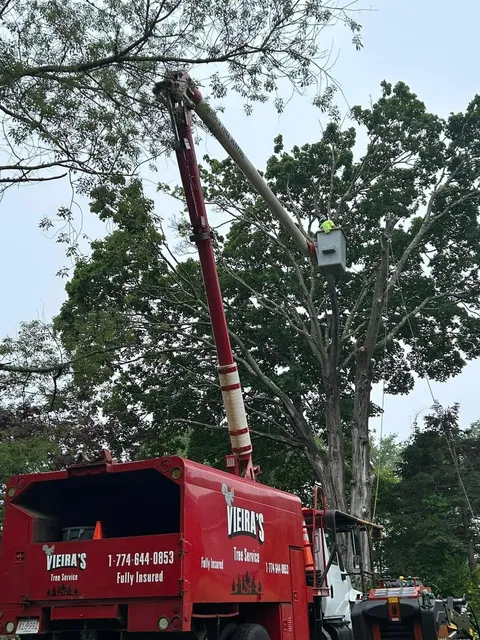 Vieira's Tree Service work photo