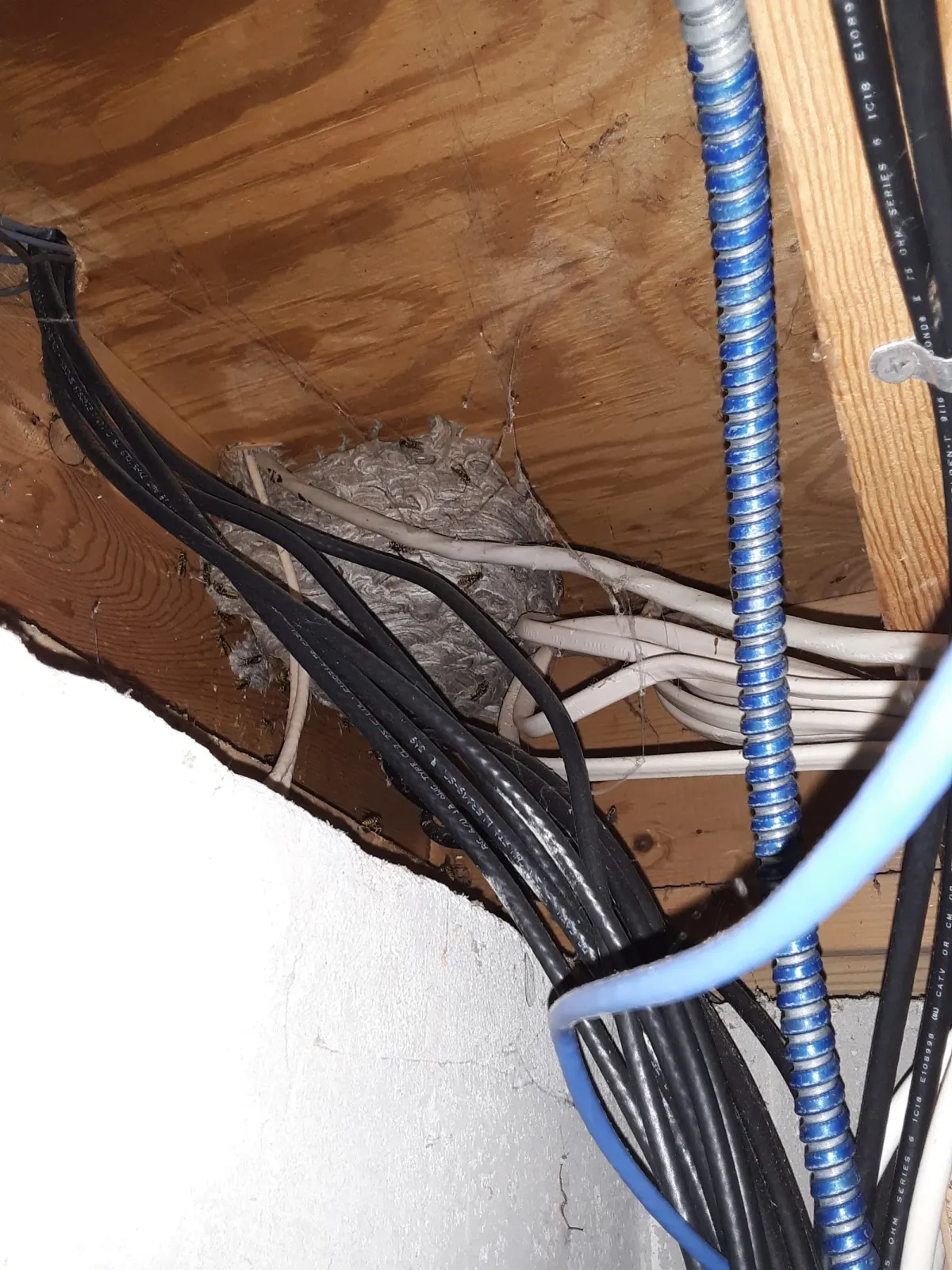 work photo from martinpestcontrol.net