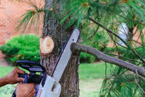 Tree care and removal
