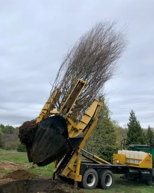 Acorn Tree & Landscaping inc. researched project photo