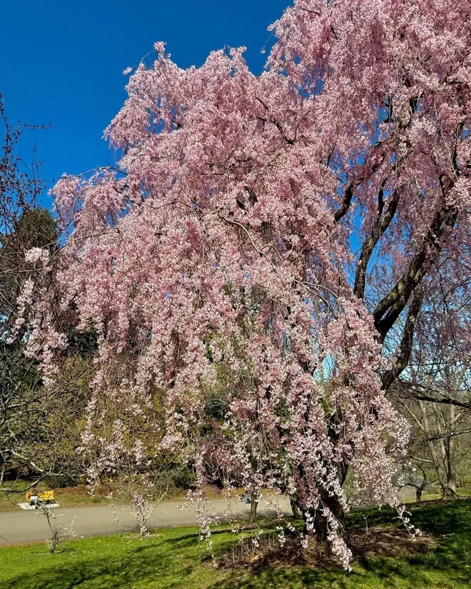 Pink flowering weeping cherry tree against a bright blue sky.