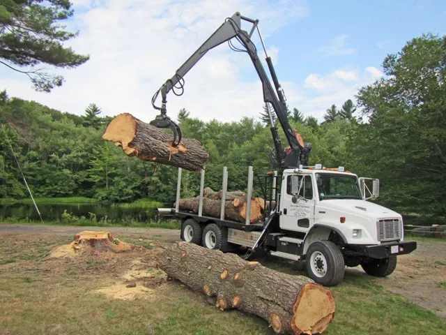 Mass Stump & Tree Removal work photo
