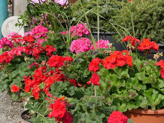 work photo from echobrooknursery.com