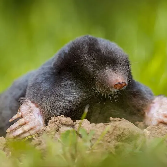 Mole emerging from underground in green field.