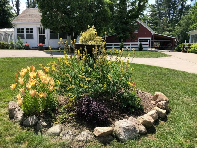 Flower bed with yellow blooms, rocks, and a white house and red barn in the background.