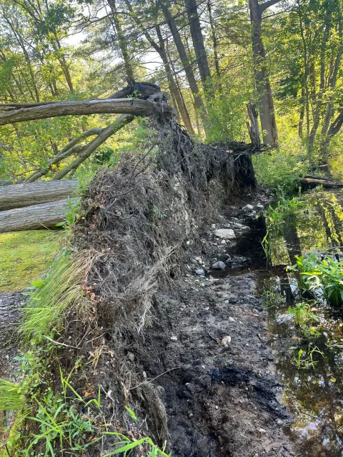 A muddy stream flows beneath fallen trees in a wooded area.